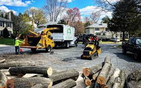 Reliable Victory Gardens, NJ  Tree Services Solutions