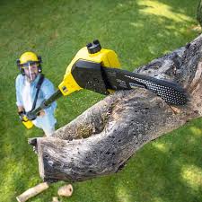 Best Stump Grinding and Removal  in Victory Gardens, NJ