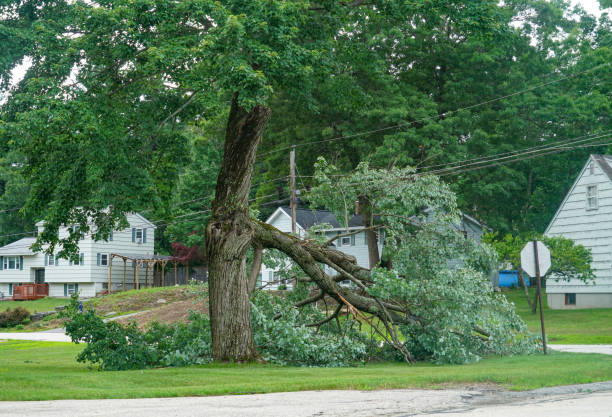 Why Choose Our Tree Removal Services in Victory Gardens, NJ?